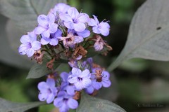 Eranthemum pulchellum